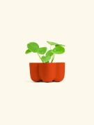 گیاه سکه‌ای چینی