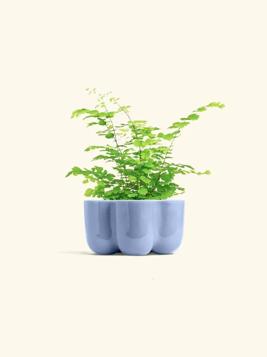 گیاه سرخس پرسیاوش