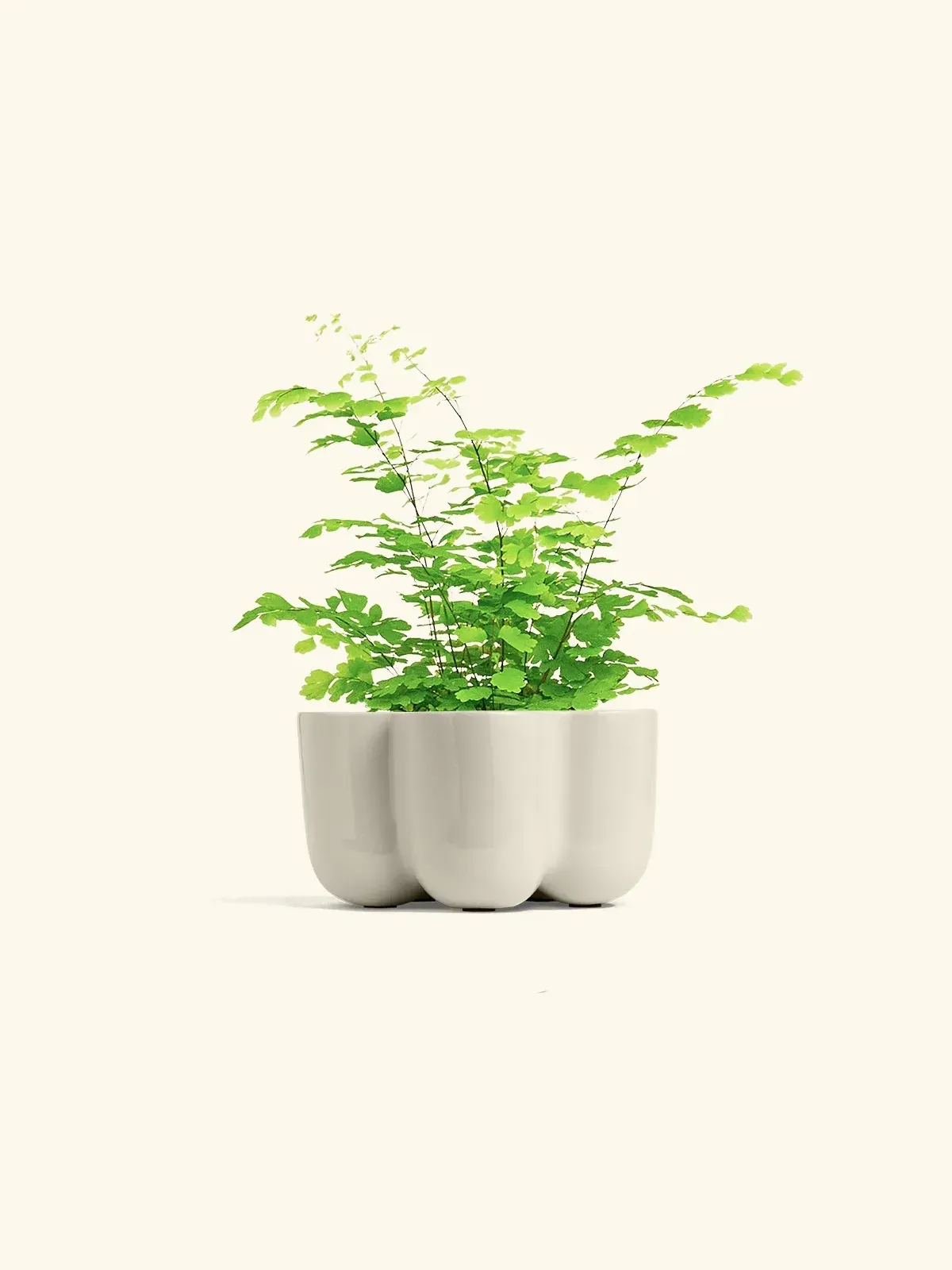 گیاه سرخس پرسیاوش - تصویر 2