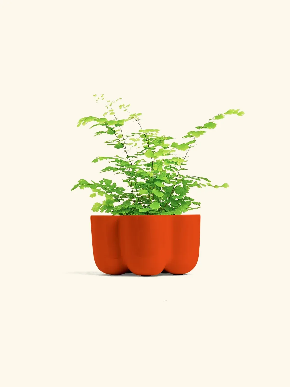 گیاه سرخس پرسیاوش - تصویر 3